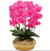 Pink Orchid Plant